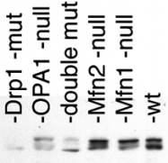 PAB12446 - Dynamin-1-like protein