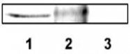 PAB12448 - DLX4 / BP1