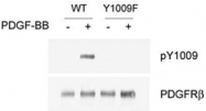 PAB1245 - CD140b / PDGFRB