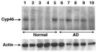 PAB12452 - CYP46A1