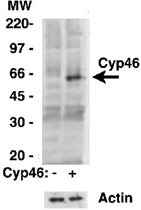 PAB12452 - CYP46A1