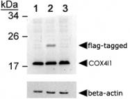 PAB12455 - COX IV isoform 1