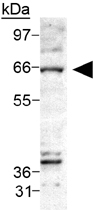 PAB12459 - Ceramide Kinase