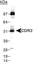 PAB12460 - CDR2