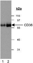 PAB12463 - CD36