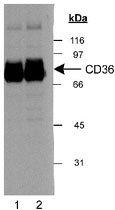 PAB12464 - CD36