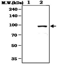 PAB1247 - STAT3