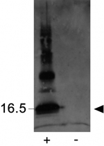 PAB12471 - IAP4 / BIRC5