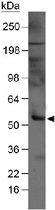 PAB12472 - Beclin-1