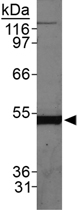 PAB12473 - Beclin-1
