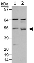 PAB12474 - Beclin-1