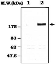 PAB1248 - EGFR / ERBB1
