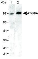 PAB12481 - APG9L1 / ATG9A