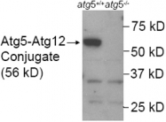 PAB12482 - APG5L / ATG5