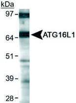 PAB12483 - APG16L / ATG16L1