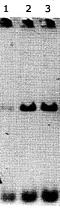 PAB12484 - ARNTL / BMAL1