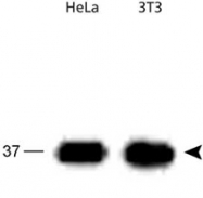 PAB12487 - APEX1 / REF-1