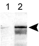 PAB12488 - ALOX5 / LOG5