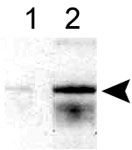 PAB12489 - ALOX5 / LOG5