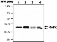 PAB1250 - MAPK3 / ERK1