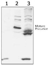 PAB12501 - ABCG8