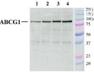 PAB12503 - ABCG1