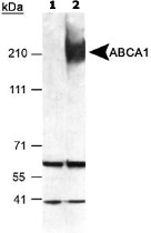 PAB12504 - ABCA1