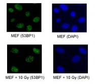 PAB12506 - TP53BP1