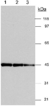 PAB12510 - Actin gamma / ACTG