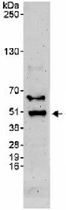PAB12512 - BHLHB2 / BHLHE40