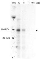 PAB12520 - MLXIPL