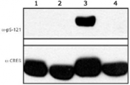PAB12522 - CREB1