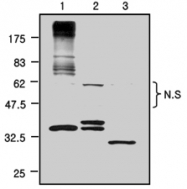 PAB1253 - GFP