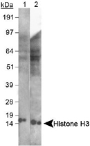 PAB12532 - Histone H3