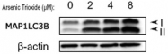 PAB12534 - LC3B