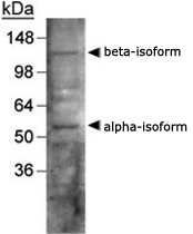 PAB12535 - NR1H3