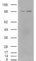 PAB12535 - NR1H3