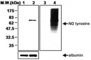PAB1254 - Nitrotyrosine