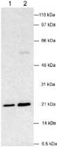 PAB12546 - VHL