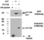 PAB12551 - Humanin
