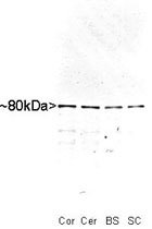 PAB12564 - MARCKS