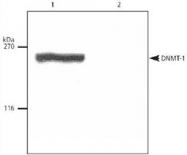 PAB12571 - DNMT1