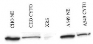 PAB12580 - XRCC5 / Ku80 / Ku86