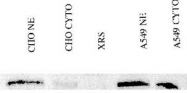 PAB12581 - XRCC5 / Ku80 / Ku86