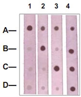 PAB12604 - Catenin beta-1