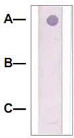 PAB12605 - Catenin beta-1