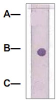 PAB12606 - Catenin beta-1