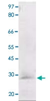 PAB12610 - Bcl-2