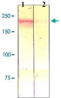 PAB12611 - CD136 / MST1R