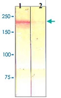 PAB12612 - CD136 / MST1R